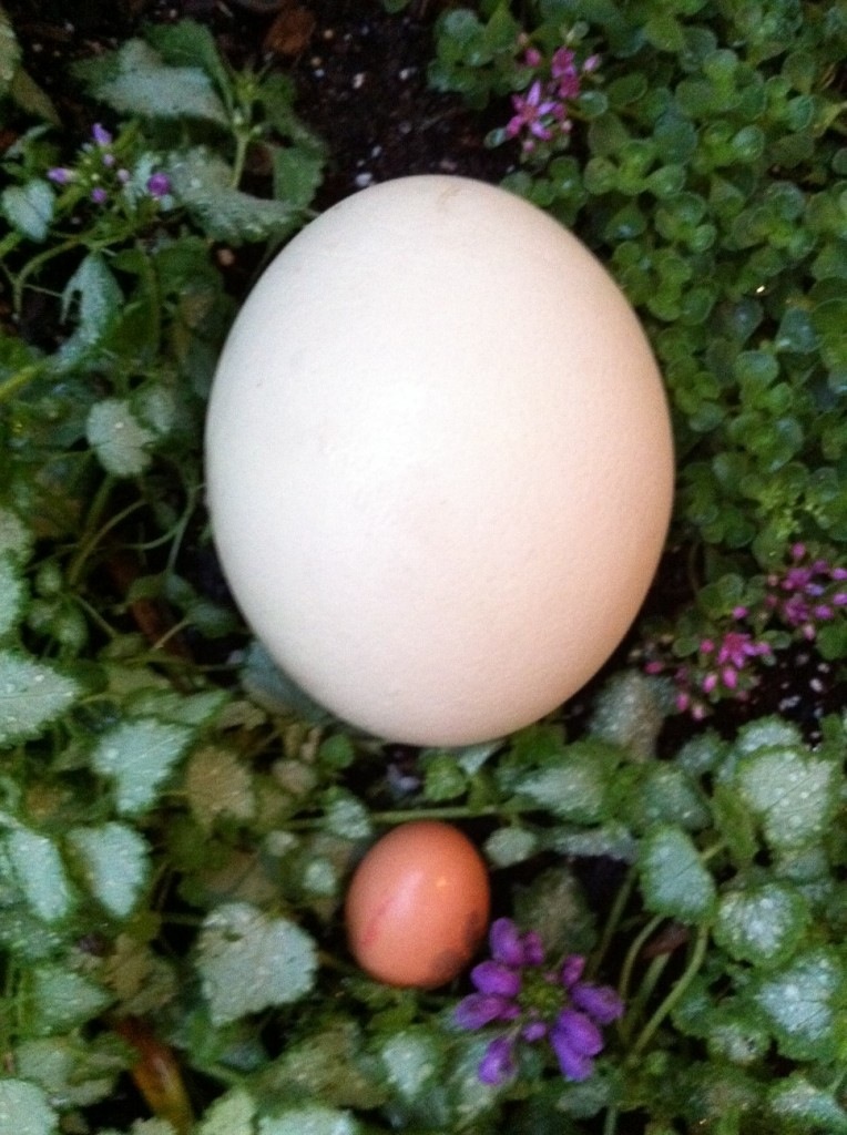ostrich egg eat eatouteatwell