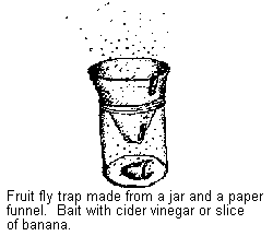 fruit fly trap